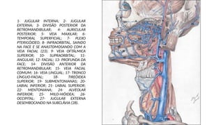 1- JUGULAR INTERNA; 2- JUGULAR
EXTERNA; 3- DIVISÃO POSTERIOR DA
RETROMANDIBULAR; 4- AURICULAR
POSTERIOR; 5- VEIA MAXILAR; 6-
TEMPORAL SUPERFICIAL; 7- PLEXO
PTERIGÓIDEO; 8- INFRAORBITAL, SAINDO
NA FACE E SE ANASTOMOSANDO COM A
VEIA FACIAL (23); 9- VEIA OFTÁLMICA
SUPERIOR; 10- SUPRAORBITAL; 11-
ANGULAR; 12- FACIAL; 13- PROFUNDA DA
FACE; 14- DIVISÃO ANTERIOR DA
RETROMANDIBULAR; 15- VEIA FACIAL
COMUM; 16- VEIA LINGUAL; 17- TRONCO
LÍNGUO-FACIAL; 18- TIREÓIDEA
SUPERIOR; 19- SUBMENTONIANAS; 20-
LABIAL INFERIOR; 21- LABIAL SUPERIOR;
22- MENTONIANA; 24- ALVEOLAR
INFERIOR; 25- MILO-HIÓIDEA; 26-
OCCIPITAL; 27- JUGULAR EXTERNA
DESEMBOCANDO NA SUBCLÁVIA (28).
 
