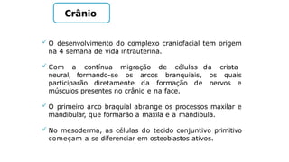 Crânio
 O desenvolvimento do complexo craniofacial tem origem
na 4 semana de vida intrauterina.
 Com a contínua migração de células da crista
neural, formando-se os arcos branquiais, os quais
participarão diretamente da formação de nervos e
músculos presentes no crânio e na face.
 O primeiro arco braquial abrange os processos maxilar e
mandibular, que formarão a maxila e a mandíbula.
 No mesoderma, as células do tecido conjuntivo primitivo
começam a se diferenciar em osteoblastos ativos.
 