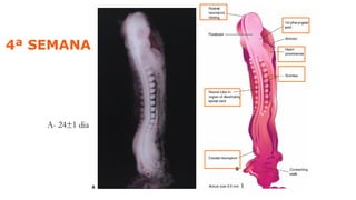 A- 24±1 dia
4ª SEMANA
 