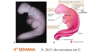 4ª SEMANA A- 26±1 dia curvatura em C
Arco
mandibular
 
