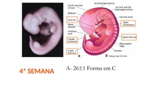 4ª SEMANA A- 26±1 Forma em C
 