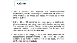  Com o avançar do processo de desenvolvimento
embrionário, ocorre uma migração contínua em direção à
linha mediana, de modo que esses processos se fundem
com os outros.
 Entre 18 e 24 semanas de vida, após a ossificação
intramenbranosa que ocorre nesses fontículos, apenas uma
fina camada de tecido fibroso persiste para articular os
ossos da calvária, constituindo articulações fibrosas, sem
movimentos: chamadas de suturas.
 Com o passar do tempo, já na idade adulta, essas suturas
desaparecem gradativamente e os ossos da calvária
tendem a se fundir e formar um único osso, processo
conhecido como sinostose.
Crânio
 