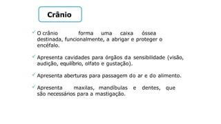  O crânio forma uma caixa óssea
destinada, funcionalmente, a abrigar e proteger o
encéfalo.
 Apresenta cavidades para órgãos da sensibilidade (visão,
audição, equilíbrio, olfato e gustação).
 Apresenta aberturas para passagem do ar e do alimento.
 Apresenta maxilas, mandíbulas e dentes, que
são necessários para a mastigação.
Crânio
 