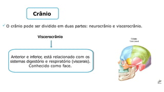  O crânio pode ser dividido em duas partes: neurocrânio e viscerocrânio.
Viscerocrânio
Anterior e inferior, está relacionado com os
sistemas digestório e respiratório (viscerais).
Conhecido como face.
Crânio
 