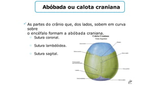 Abóbada ou calota craniana
 As partes do crânio que, dos lados, sobem em curva
sobre
o encéfalo formam a abóbada craniana.
o Sutura coronal.
o Sutura lambdóidea.
o Sutura sagital.
 