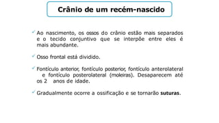 Crânio de um recém-nascido
 Ao nascimento, os ossos do crânio estão mais separados
e o tecido conjuntivo que se interpõe entre eles é
mais abundante.
 Osso frontal está dividido.
 Fontículo anterior, fontículo posterior, fontículo anterolateral
e fontículo posterolateral (moleiras). Desaparecem até
os 2 anos de idade.
 Gradualmente ocorre a ossificação e se tornarão suturas.
 
