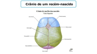 Crânio de um recém-nascido
 