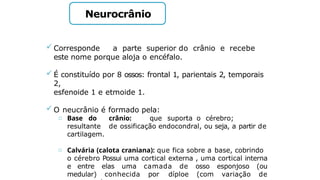 Neurocrânio
 Corresponde a parte superior do crânio e recebe
este nome porque aloja o encéfalo.
 É constituído por 8 ossos: frontal 1, parientais 2, temporais
2,
esfenoide 1 e etmoide 1.
 O neucrânio é formado pela:
o Base do crânio: que suporta o cérebro;
resultante de ossificação endocondral, ou seja, a partir de
cartilagem.
o Calvária (calota craniana): que fica sobre a base, cobrindo
o cérebro Possui uma cortical externa , uma cortical interna
e entre elas uma camada de osso esponjoso (ou
medular) conhecida por díploe (com variação de
 