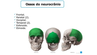 Ossos do neurocrânio
 Frontal.
 Parietal (2).
 Occipital.
 Temporal (2).
 Esfenoide.
 Etmoide.
 