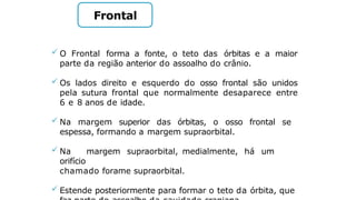 Frontal
 O Frontal forma a fonte, o teto das órbitas e a maior
parte da região anterior do assoalho do crânio.
 Os lados direito e esquerdo do osso frontal são unidos
pela sutura frontal que normalmente desaparece entre
6 e 8 anos de idade.
 Na margem superior das órbitas, o osso frontal se
espessa, formando a margem supraorbital.
 Na margem supraorbital, medialmente, há um
orifício
chamado forame supraorbital.
 Estende posteriormente para formar o teto da órbita, que
 