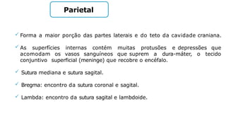 Parietal
 Forma a maior porção das partes laterais e do teto da cavidade craniana.
 As superfícies internas contém muitas protusões e depressões que
acomodam os vasos sanguíneos que suprem a dura-máter, o tecido
conjuntivo superficial (meninge) que recobre o encéfalo.
 Sutura mediana e sutura sagital.
 Bregma: encontro da sutura coronal e sagital.
 Lambda: encontro da sutura sagital e lambdoide.
 
