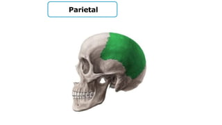 Parietal
 