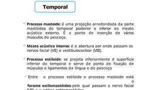 Temporal
 Processo mastoide: é uma projeção arredondada da parte
mastóidea do temporal posterior e inferior ao meato
acústico externo. É o ponto de inserção de vários
músculos do pescoço.
 Meato acústico interno: é a abertura por onde passam os
nervos facial (VII) e vestibulococlear (VIII).
 Processo estiloide: se projeta inferiormente d superfície
inferior do temporal e serve de ponto de fixação de
músculos e ligamentos da língua e do pescoço
 Entre o processo estiloide o processo mastoide está
o
forame estilomastóideo pelo qual passam o nervo facial
 