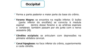Occipital
 Forma a parte posterior e maior parte da base do crânio.
 Forame Magno: se encontra na região inferior. O bulbo
(parte inferior do encéfalo) se conecta à medula
espinal dentro desse forame e as artérias espinais
e vertebrais também passam por ele junto com o nervo
acessório (XI).
 Côndilos occipitais: se articulam com depressões na
primeira vértebra cervical.
 Canal hipoglosso: na face inferior do crânio, superiormente
a cada côndilo.
 