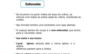 Esfenoide
 Se encontra na parte média da base do crânio, se
articula com todos os outros ossos do crânio, mantendo-os
unidos.
 Seu formato lembra uma borboleta com asas abertas.
 O espaço dentro do corpo é o seio esfenoidal, que drena
para a cavidade nasal.
 Asa maior e asa menor.
 Canal óptico: através dele o nervo óptico e a
artéria
oftálmica passam para a órbita.
 