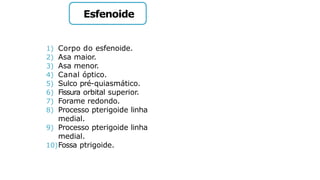 Esfenoide
1) Corpo do esfenoide.
2) Asa maior.
3) Asa menor.
4) Canal óptico.
5) Sulco pré-quiasmático.
6) Fissura orbital superior.
7) Forame redondo.
8) Processo pterigoide linha
medial.
9) Processo pterigoide linha
medial.
10)Fossa ptrigoide.
 
