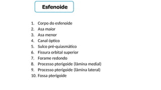 Esfenoide
1. Corpo do esfenoide
2. Asa maior
3. Asa menor
4. Canal óptico
5. Sulco pré-quiasmático
6. Fissura orbital superior
7. Forame redondo
8. Processo pterigoide (lâmina medial)
9. Processo pterigoide (lâmina lateral)
10. Fossa pterigoide
 