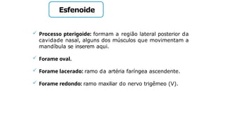 Esfenoide
 Processo pterigoide: formam a região lateral posterior da
cavidade nasal, alguns dos músculos que movimentam a
mandíbula se inserem aqui.
 Forame oval.
 Forame lacerado: ramo da artéria faríngea ascendente.
 Forame redondo: ramo maxiliar do nervo trigêmeo (V).
 