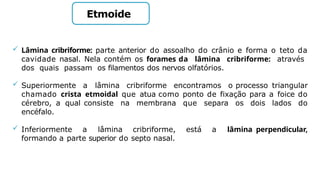 Etmoide
 Lâmina cribriforme: parte anterior do assoalho do crânio e forma o teto da
cavidade nasal. Nela contém os forames da lâmina cribriforme: através
dos quais passam os filamentos dos nervos olfatórios.
 Superiormente a lâmina cribriforme encontramos o processo triangular
chamado crista etmoidal que atua como ponto de fixação para a foice do
cérebro, a qual consiste na membrana que separa os dois lados do
encéfalo.
 Inferiormente a lâmina cribriforme, está a lâmina perpendicular,
formando a parte superior do septo nasal.
 