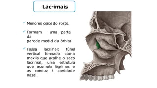 Lacrimais
 Menores ossos do rosto.
 Formam uma parte
da
parede medial da órbita.
 Fossa lacrimal: túnel
vertical formado coma
maxila que acolhe o saco
lacrimal, uma estrutura
que acumula lágrimas e
as conduz à cavidade
nasal.
 
