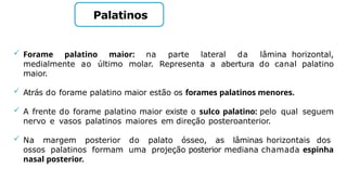 Palatinos
 Forame palatino maior: na parte lateral da lâmina horizontal,
medialmente ao último molar. Representa a abertura do canal palatino
maior.
 Atrás do forame palatino maior estão os forames palatinos menores.
 A frente do forame palatino maior existe o sulco palatino: pelo qual seguem
nervo e vasos palatinos maiores em direção posteroanterior.
 Na margem posterior do palato ósseo, as lâminas horizontais dos
ossos palatinos formam uma projeção posterior mediana chamada espinha
nasal posterior.
 