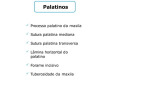 Palatinos
 Processo palatino da maxila
 Sutura palatina mediana
 Sutura palatina transversa
 Lâmina horizontal do
palatino
 Forame incisivo
 Tuberosidade da maxila
 