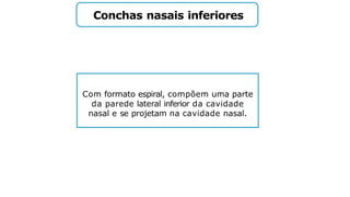 Conchas nasais inferiores
Com formato espiral, compõem uma parte
da parede lateral inferior da cavidade
nasal e se projetam na cavidade nasal.
 