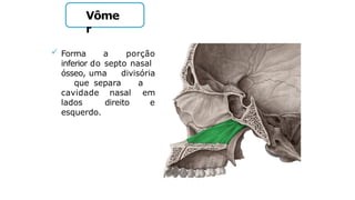 Vôme
r
 Forma a porção
inferior do septo nasal
ósseo, uma divisória
que separa a
cavidade nasal em
lados direito e
esquerdo.
 