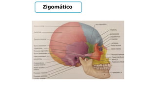 Zigomático
 