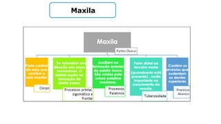 Maxila
 