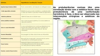 As protuberâncias caninas têm uma
correlação direta com a estética facial. Essa
protuberância dá uma conformação
harmônica à face, e deve ser observada nas
intervenções cirúrgicas e estéticas da
região.
 