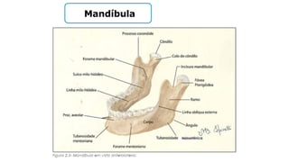 Mandíbula
 