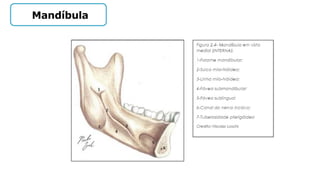 Mandíbula
 