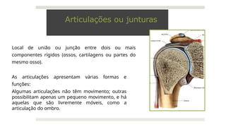 Articulações ou junturas
Local de união ou junção entre dois ou mais
componentes rígidos (ossos, cartilagens ou partes do
mesmo osso).
As articulações apresentam várias formas e
funções:
Algumas articulações não têm movimento; outras
possibilitam apenas um pequeno movimento, e há
aquelas que são livremente móveis, como a
articulação do ombro.
 