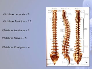 Vértebras cervicais - 7
Vértebras Torácicas - 12
Vértebras Lombares - 5
Vértebras Sacrais - 5
Vértebras Coccígeas - 4
 