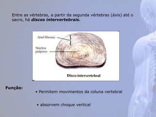 Entre as vértebras, a partir da segunda vértebras (áxis) até o
sacro, há discos intervertebrais.
Função:
• Permitem movimentos da coluna vertebral
• absorvem choque vertical
 