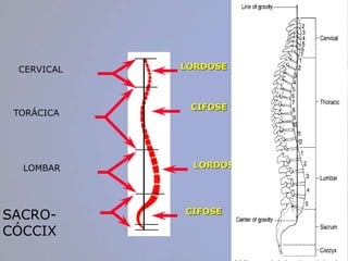 CERVICAL LORDOSE
TORÁCICA
CIFOSE
LOMBAR LORDOSE
SACRO-
CÓCCIX
CIFOSE
 