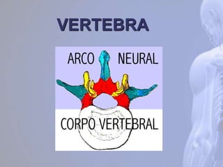 VERTEBRA
 
