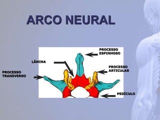 ARCO NEURAL
PROCESSO
ESPINHOSO
PEDÍCULO
PROCESSO
ARTICULAR
LÂMINA
PROCESSO
TRANSVERSO
 