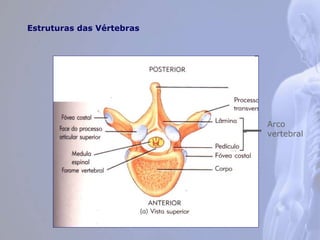 Estruturas das Vértebras
Arco
vertebral
 