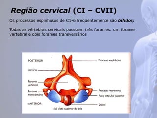 Região cervical (CI – CVII)
Os processos espinhosos de C1-6 freqüentemente são bífidos;
Todas as vértebras cervicais possuem três forames: um forame
vertebral e dois forames transversários
 