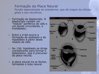 Formação da Placa Neural
Porção especializada do ectoderma, que dá origem às células
gliais e aos neurônios.
 Formação do blastocisto. O
blastocisto contém um
”nódulo” periférico de céls e
um tecido circundante, o
trofoblasto;
 Entre o 4-6d ocorre a
formação do epiblasto e do
hipoblasto à partir deste
nódulo de céls;
 No 13d: hipoblasto se dirige
cranialmente para formar o
blastodisco, que é precursor
da placa neural;
 A placa neural ira se fechar,
formando o tubo neural.
 