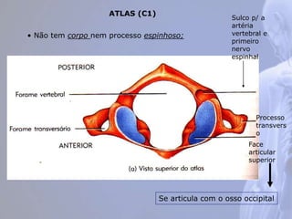 ATLAS (C1)
• Não tem corpo nem processo espinhoso;
Face
articular
superior
Processo
transvers
o
Sulco p/ a
artéria
vertebral e
primeiro
nervo
espinhal
Se articula com o osso occipital
 
