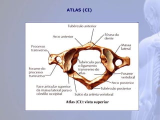 ATLAS (CI)
 