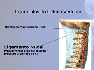 Ligamentos da Coluna Vertebral
Ligamento Nucal
Protuberância occipital externa –
processo espinhoso da C7
Membrana Atlantoccipital Post.
 