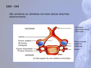 CIII - CVI
São similares as vértebras cervicais típicas descritas
anteriormente .
Processo
espinhoso curto
bífurcado
Face articular
superior
Pedículo
corpo
De forma
triangular
 