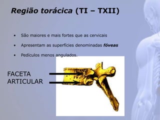 Região torácica (TI – TXII)
• São maiores e mais fortes que as cervicais
• Apresentam as superfícies denominadas fóveas
FACETA
ARTICULAR
• Pedículos menos angulados.
 