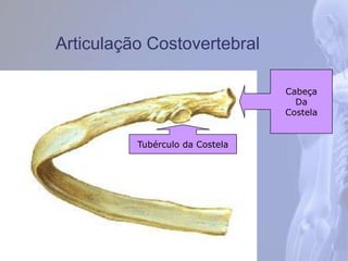 Articulação Costovertebral
Tubérculo da Costela
Cabeça
Da
Costela
 