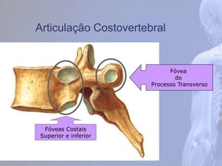 Articulação Costovertebral
Fóveas Costais
Superior e inferior
Fóvea
do
Processo Transverso
 