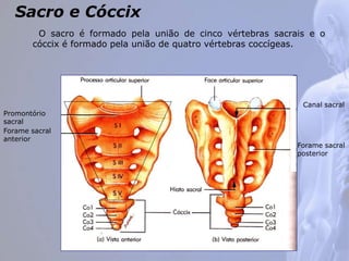 Sacro e Cóccix
O sacro é formado pela união de cinco vértebras sacrais e o
cóccix é formado pela união de quatro vértebras coccígeas.
Canal sacral
Forame sacral
posterior
Promontório
sacral
Forame sacral
anterior
 